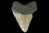 Fossil Megalodon Tooth - North Carolina #124963-2